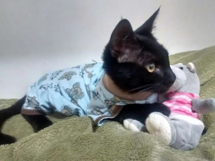 Gato ra a SRD idade 2 a 6 meses nome Pepeu