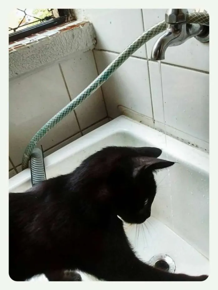 Gato ra a SRD idade 2 a 6 meses nome Pepeu