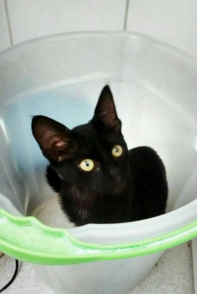 Gato ra a SRD idade 2 a 6 meses nome Pepeu