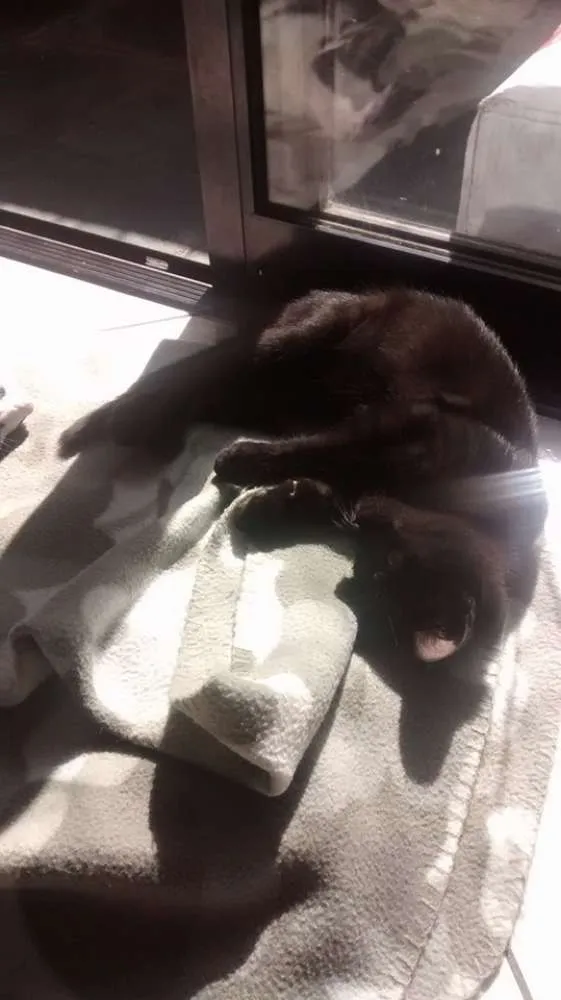Gato ra a SRD idade 2 a 6 meses nome Pepeu