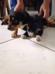 Gorda e Princesa