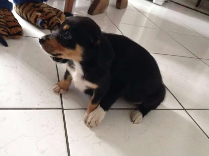 Cachorro ra a  vira lata idade 2 a 6 meses nome Gorda e Princesa