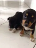 Gorda e Princesa