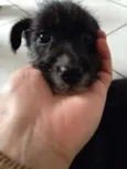 Gorda e Princesa