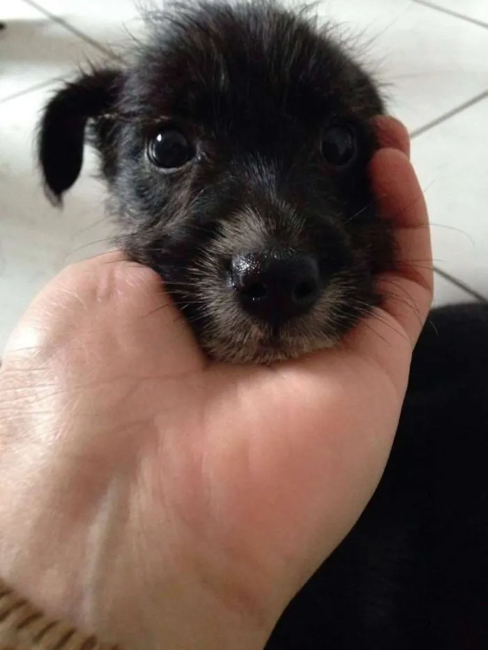 Cachorro ra a  vira lata idade 2 a 6 meses nome Gorda e Princesa