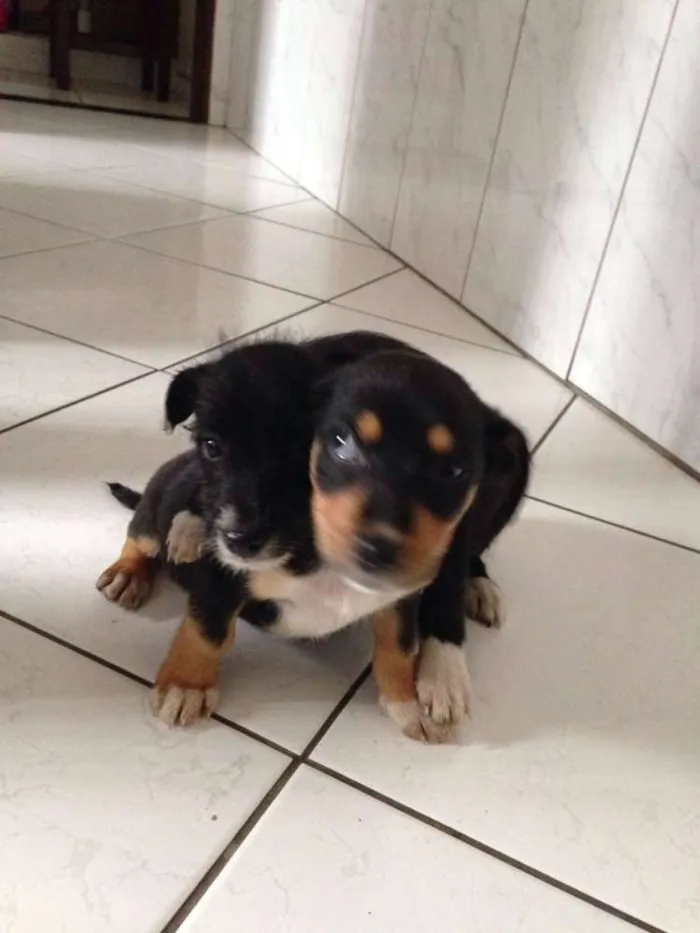 Cachorro ra a  vira lata idade 2 a 6 meses nome Gorda e Princesa