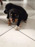 Gorda e Princesa