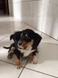 Gorda e Princesa