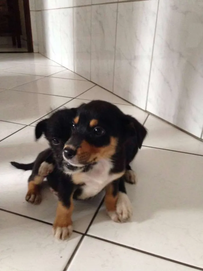 Cachorro ra a  vira lata idade 2 a 6 meses nome Gorda e Princesa