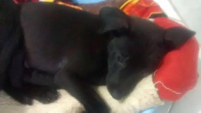 Cachorro ra a SRD idade Abaixo de 2 meses nome Pretinha / Bolinha 