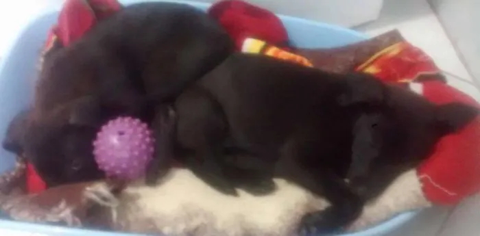 Cachorro ra a SRD idade Abaixo de 2 meses nome Pretinha / Bolinha 