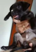 Pretinha / Bolinha 