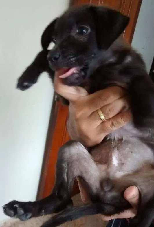 Cachorro ra a SRD idade Abaixo de 2 meses nome Pretinha / Bolinha 