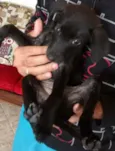 Pretinha / Bolinha 