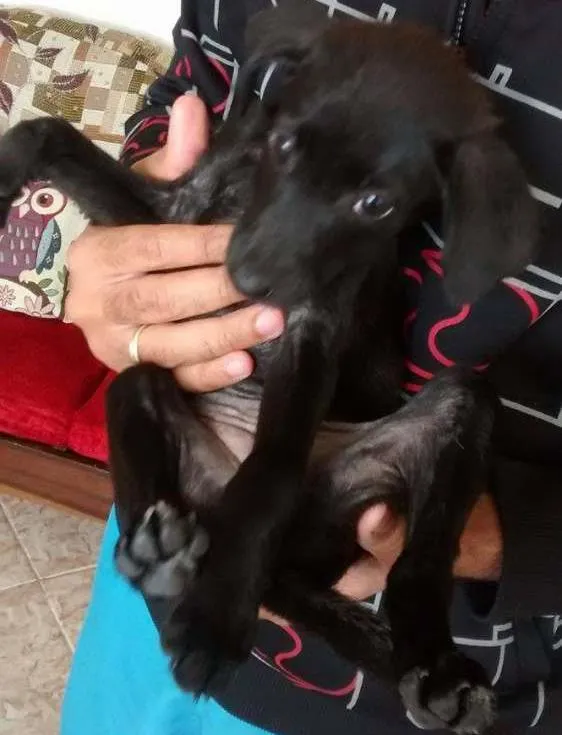 Cachorro ra a SRD idade Abaixo de 2 meses nome Pretinha / Bolinha 