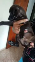 Pretinha / Bolinha 