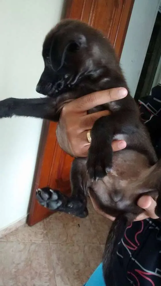 Cachorro ra a SRD idade Abaixo de 2 meses nome Pretinha / Bolinha 