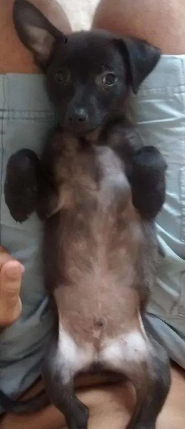 Cachorro ra a SRD idade Abaixo de 2 meses nome Pretinha / Bolinha 