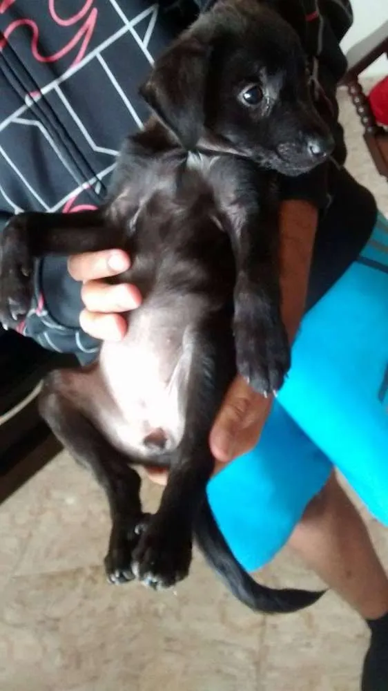 Cachorro ra a SRD idade Abaixo de 2 meses nome Pretinha / Bolinha 