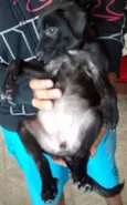 Pretinha / Bolinha 