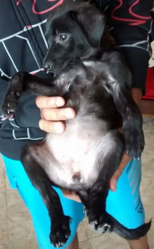 Cachorro ra a SRD idade Abaixo de 2 meses nome Pretinha / Bolinha 