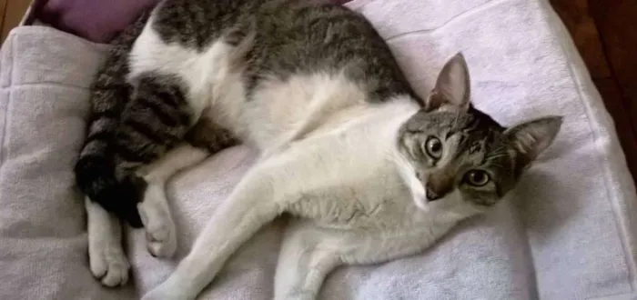 Gato raça indefinida idade 7 a 11 meses nome Jaiminho
