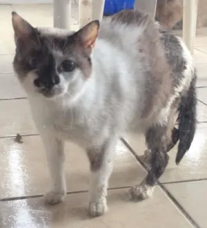 Gato raça SRD idade 7 a 11 meses nome Florzinha