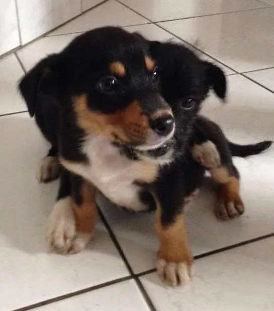 Cachorro ra a  vira lata idade 2 a 6 meses nome Gorda e Princesa