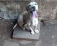 Mel