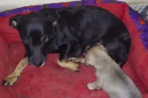 Cachorro raça Vira lata idade 2 anos nome Dalila