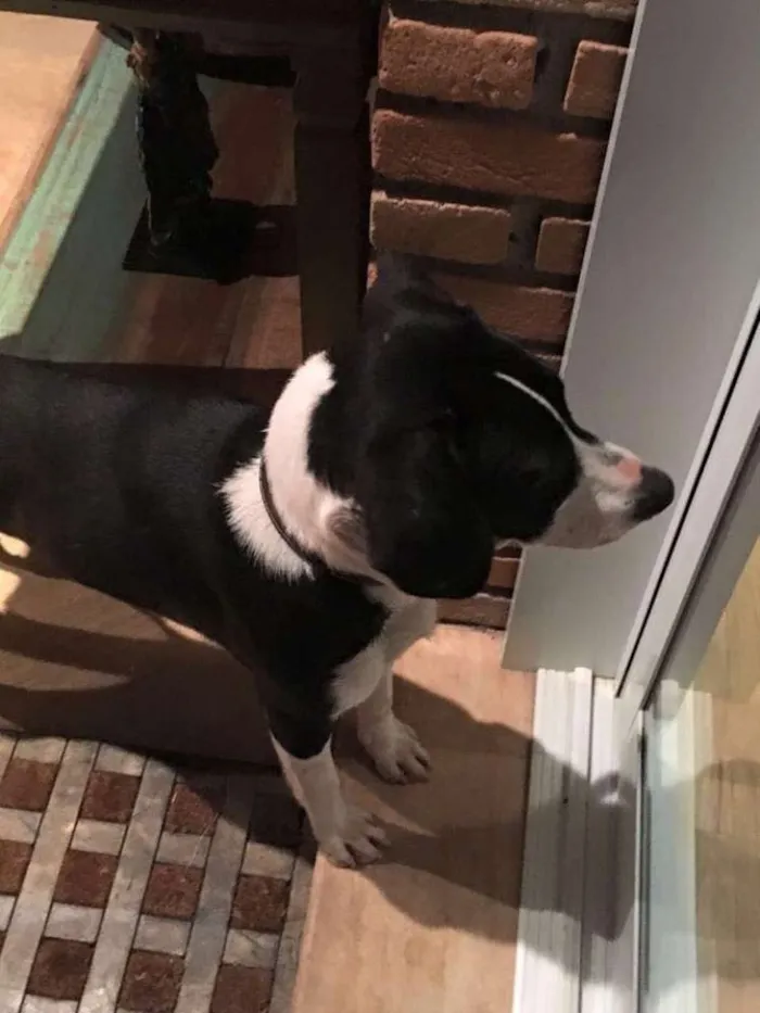 Cachorro ra a  idade  nome Zeca