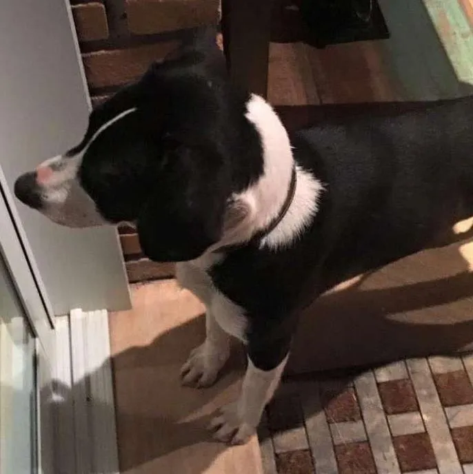 Cachorro ra a  idade  nome Zeca