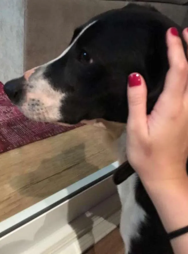 Cachorro ra a  idade  nome Zeca