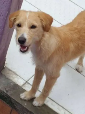 Cachorro raça SRD idade 2 anos nome RAFA