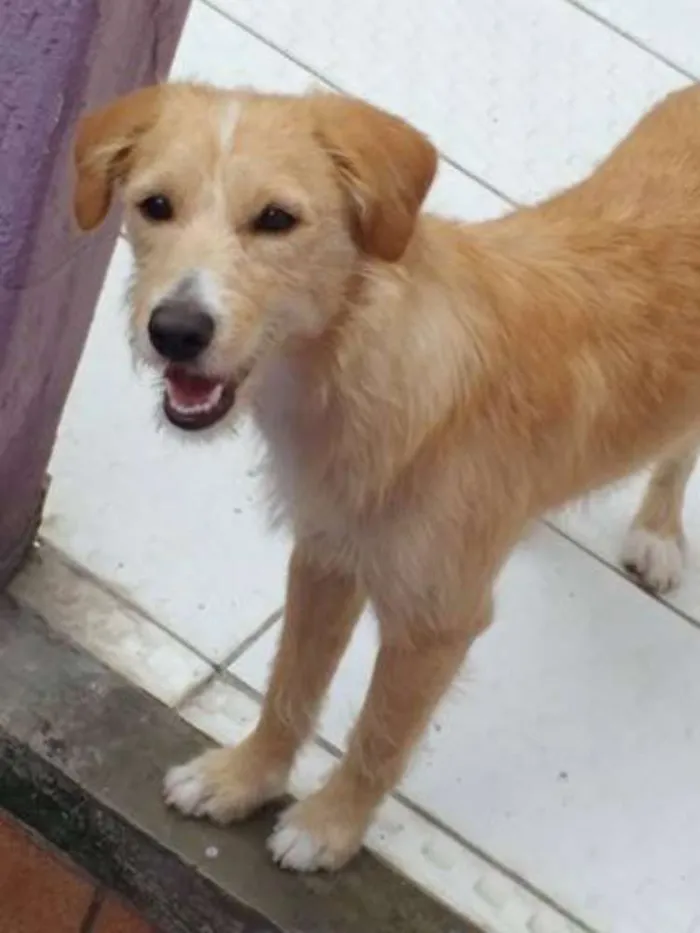Cachorro ra a SRD idade 2 anos nome RAFA