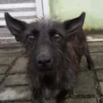 Neguinho