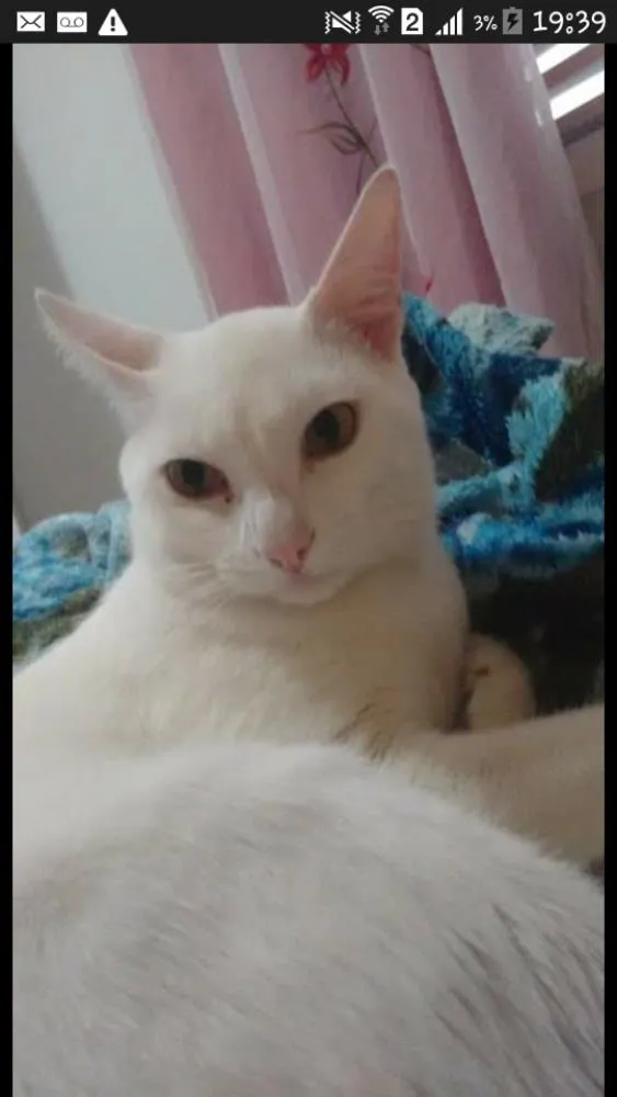 Gato ra a  idade 1 ano nome Billy