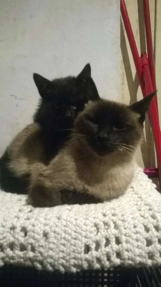 Gato ra a Siamês idade 3 anos nome Messy