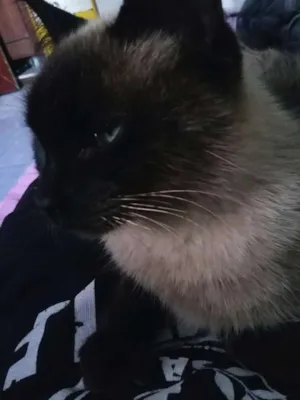 Gato raça Siamês idade 3 anos nome Messy