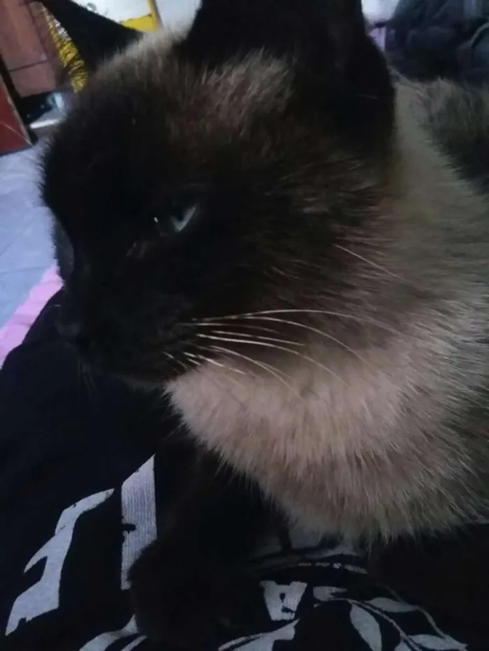 Gato ra a Siamês idade 3 anos nome Messy