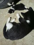 Pipoca