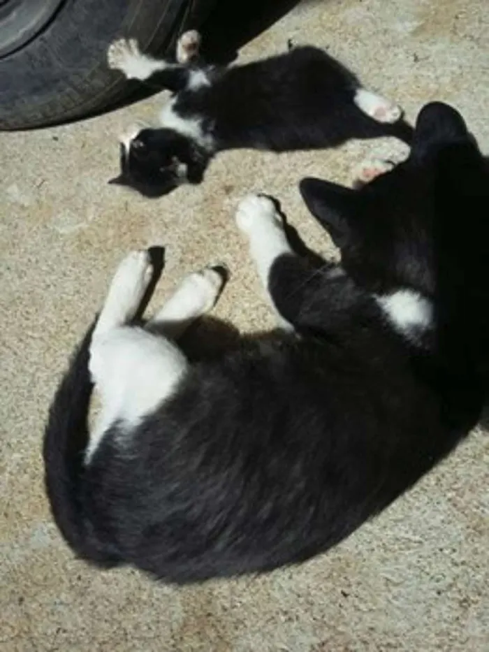 Gato ra a Sem raça definida idade 7 a 11 meses nome Pipoca