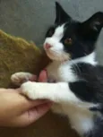 Pipoca
