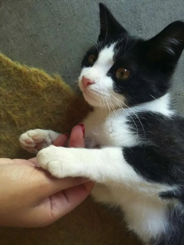 Gato ra a Sem raça definida idade 7 a 11 meses nome Pipoca