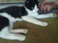 Pipoca