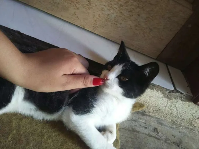 Gato ra a Sem raça definida idade 7 a 11 meses nome Pipoca
