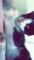 Pipoca