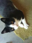 Pipoca