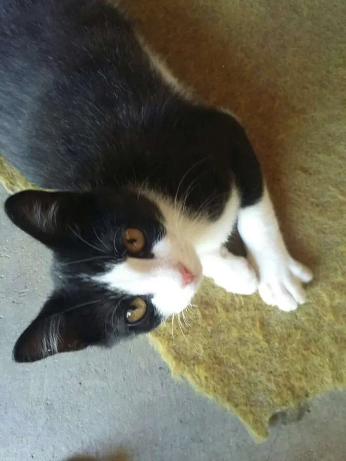 Gato ra a Sem raça definida idade 7 a 11 meses nome Pipoca