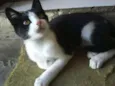 Pipoca